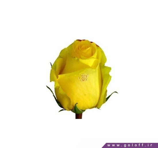 سفارش گل - گل رز هلندی تارا - Rose | گل آف